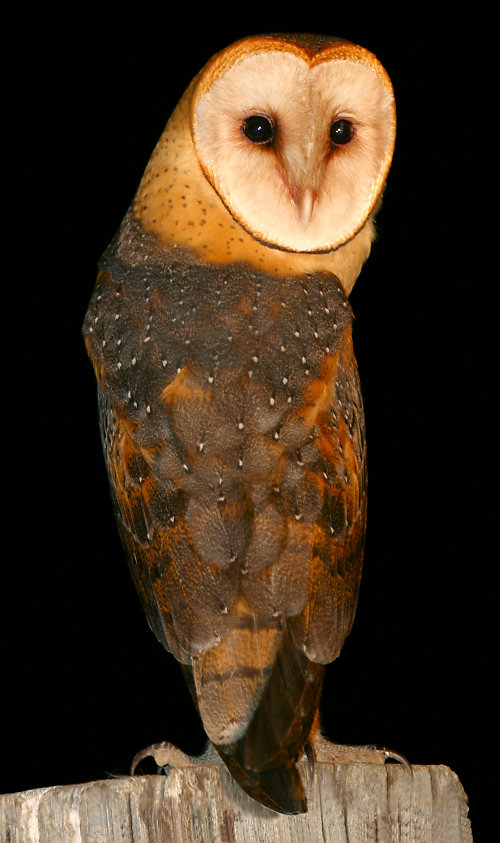 Barn Owl by Dan Lockshaw  2000 