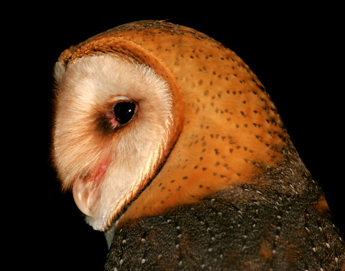 Barn Owl by Dan Lockshaw  2000 