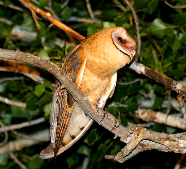 Barn Owl by Dan Lockshaw  2000 
