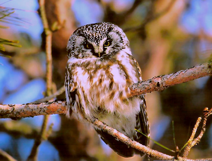 Boreal Owl