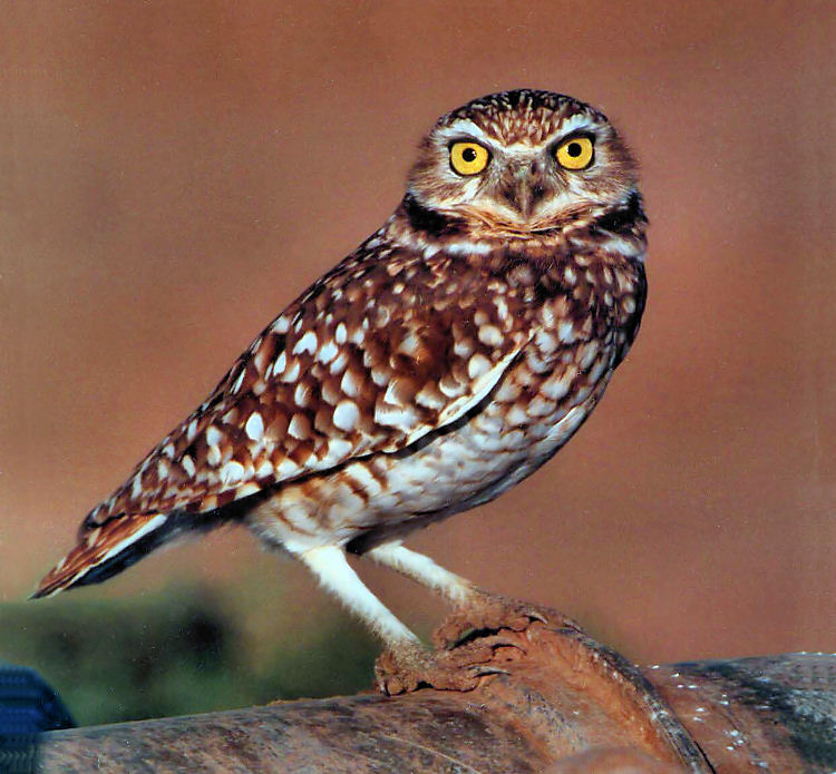 Burrowing Owl