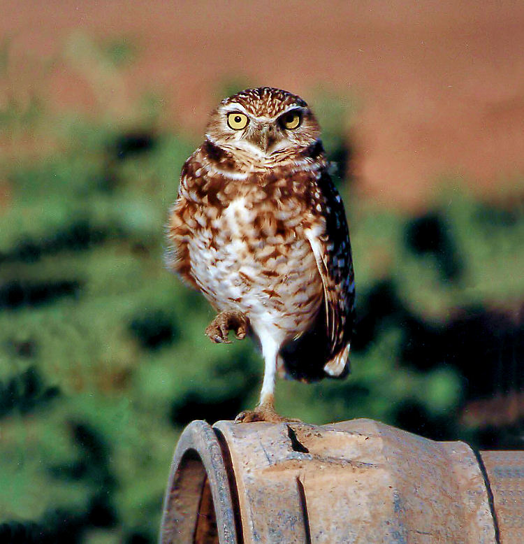 Burrowing Owl