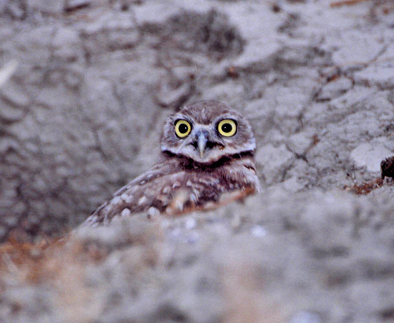Burrowing Owl