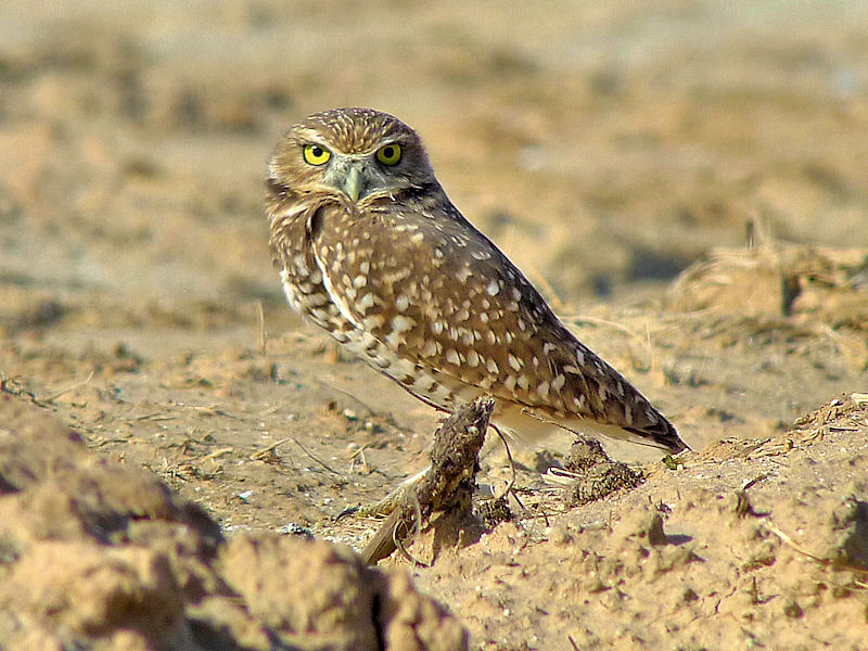 Burrowing Owl