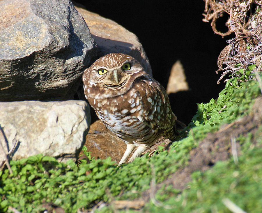 Burrowing Owl