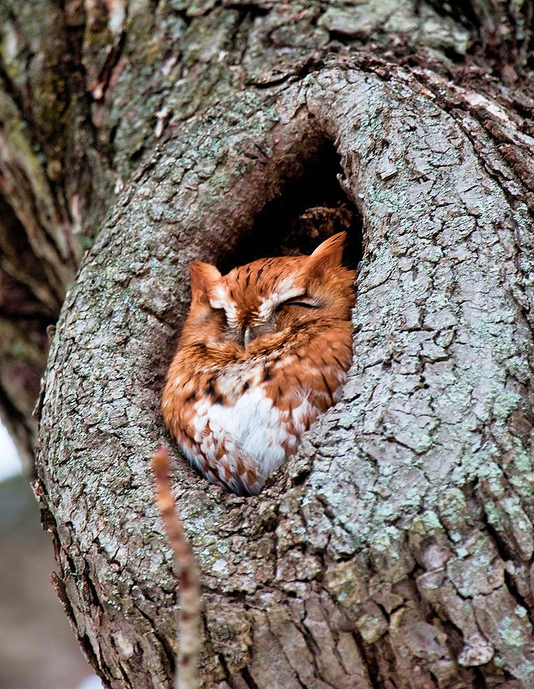 Eastern Screech-Owl