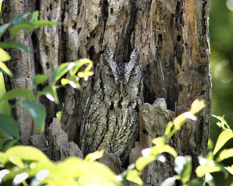 Eastern Screech-Owl