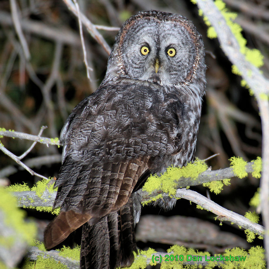 Great Gray Owl