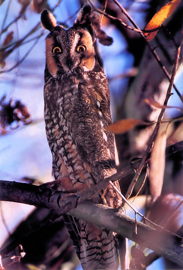 Long-eared Owl