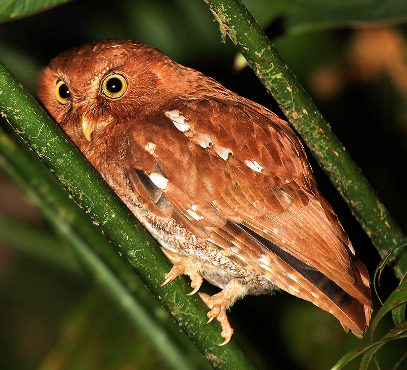 Vermiculated Screech-Owl