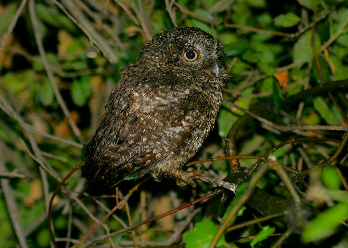 Western Screech-Owl
