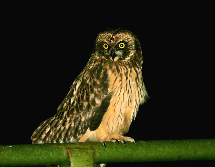 Great Horned Owl