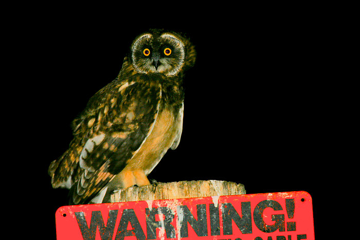 Great Horned Owl