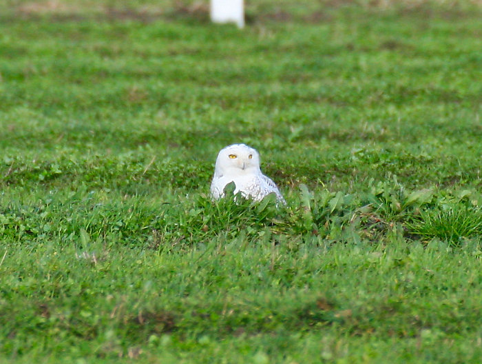 Snowy Owl by Dan Lockshaw © 2006 