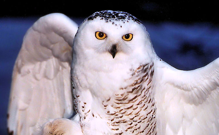 Snowy Owl