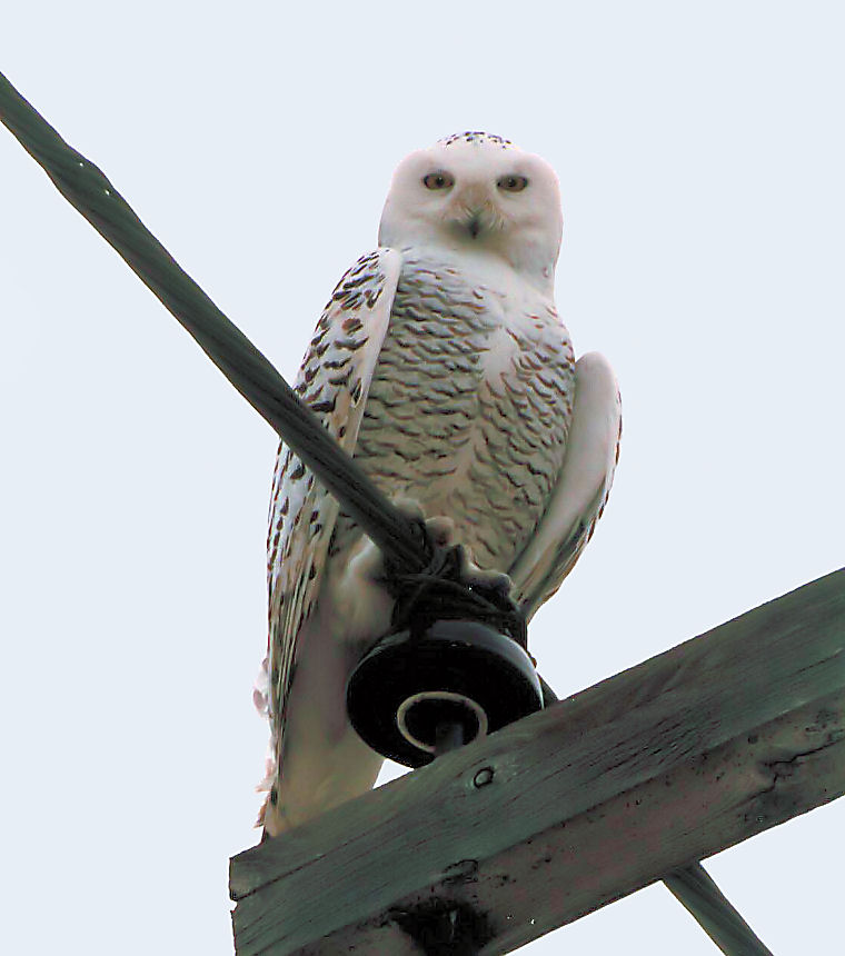 Snowy Owl