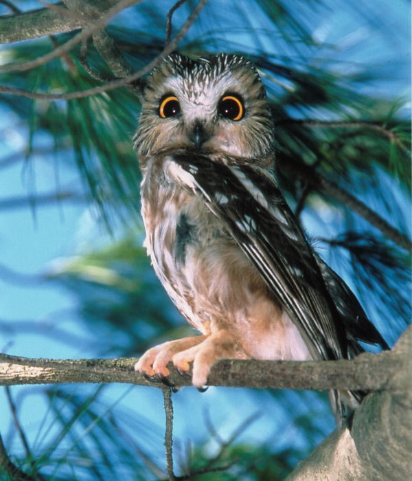 Northern Saw-whet Owl