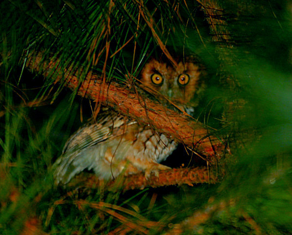 Whiskered Screech-Owl