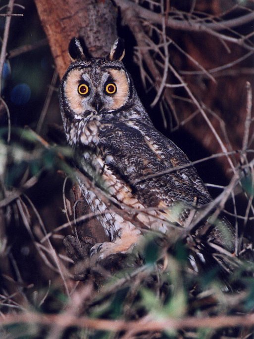 Long-eared Owl