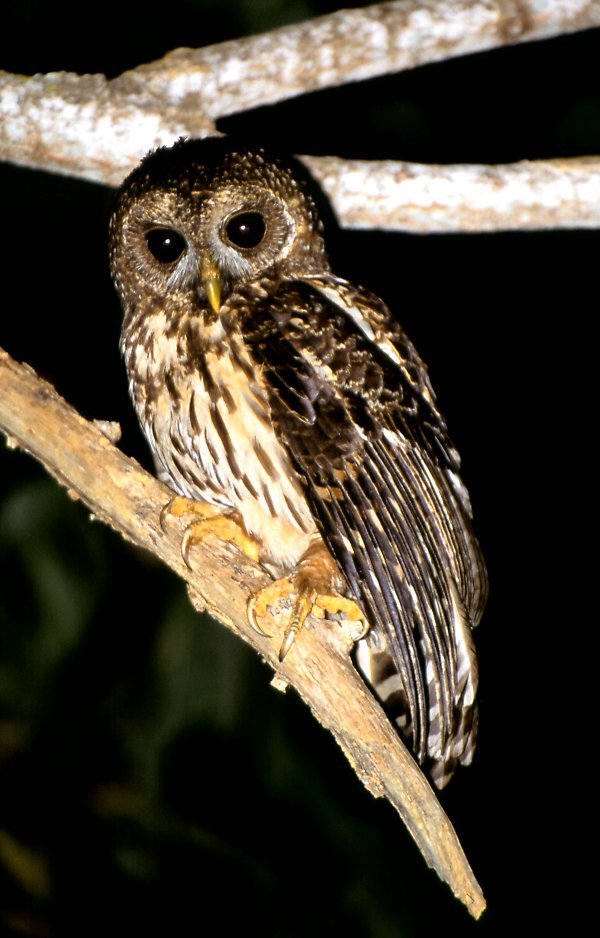 Mottled Owl