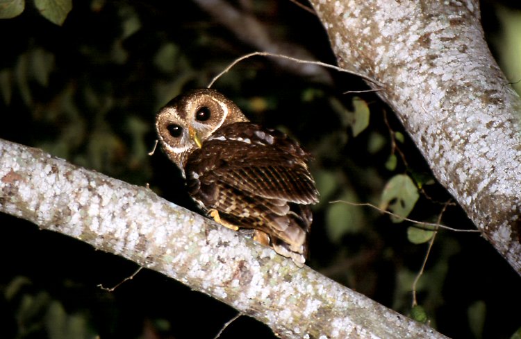 Mottled Owl