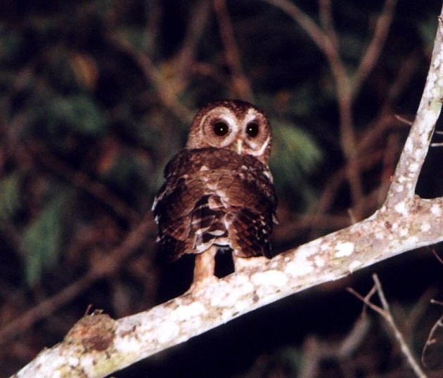 Mottled Owl
