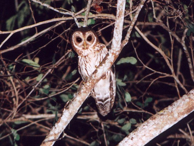 Mottled Owl