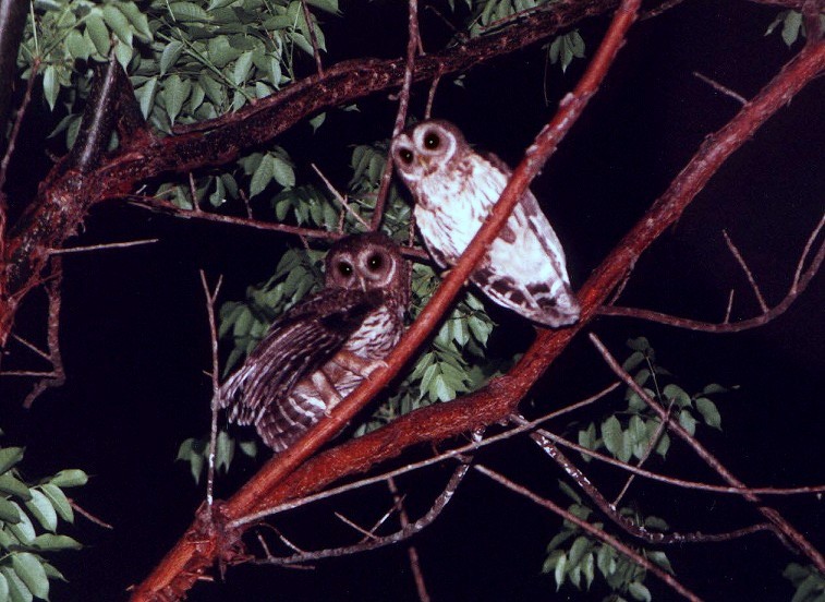 Mottled Owl