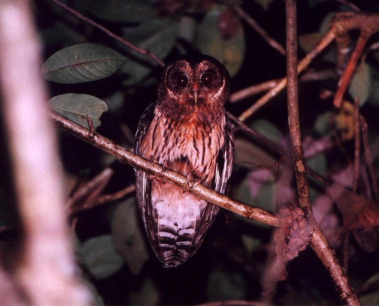 Mottled Owl