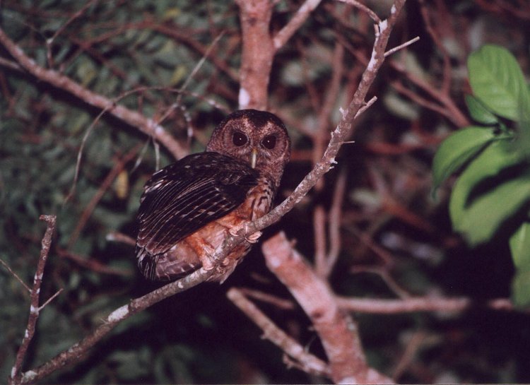 Mottled Owl