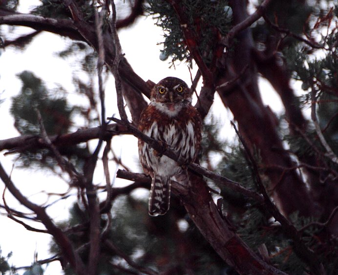 Mountain Pygmy-Owl