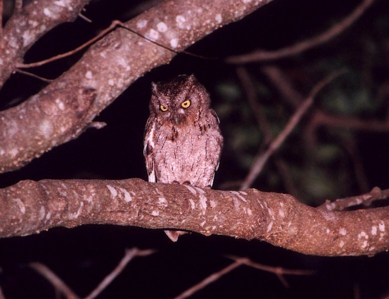 Pacific Screech-Owl