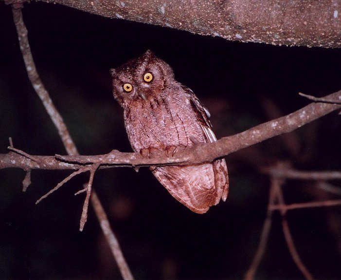 Pacific Screech-Owl