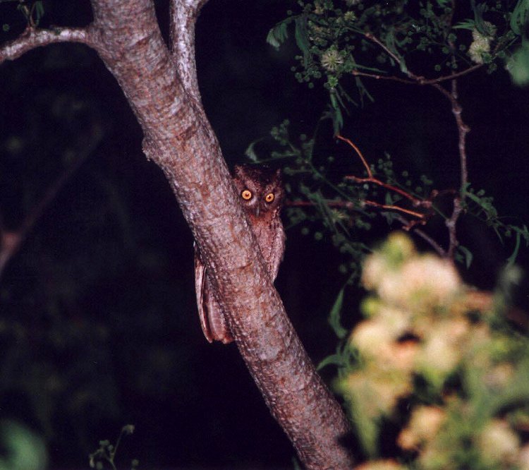 Pacific Screech-Owl