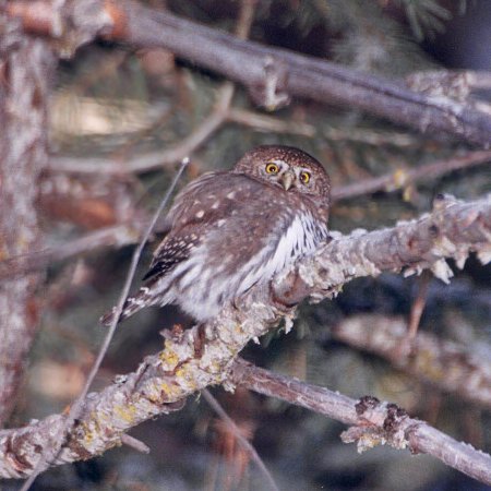 Northern Pygmy-Owl