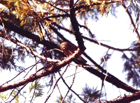 Northern Pygmy-Owl