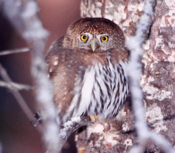 Northern Pygmy-Owl