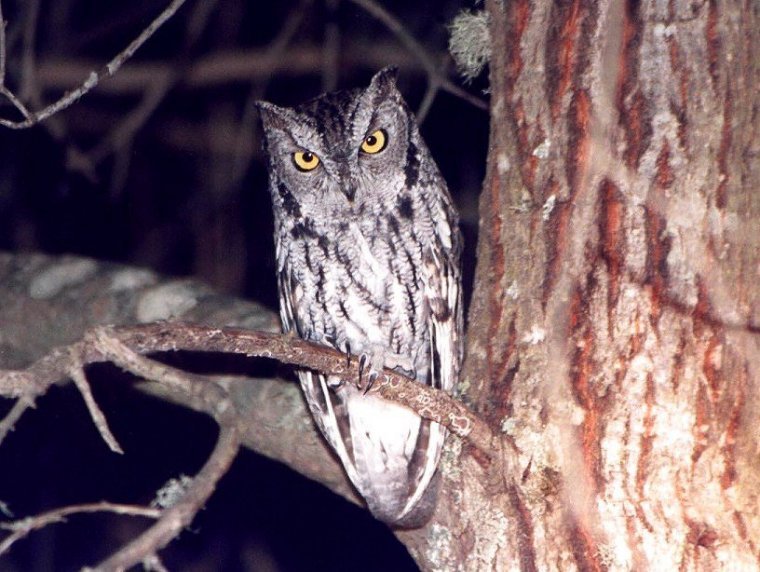 Western Screech-Owl