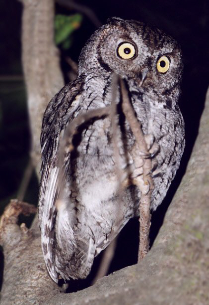 Western Screech-Owl