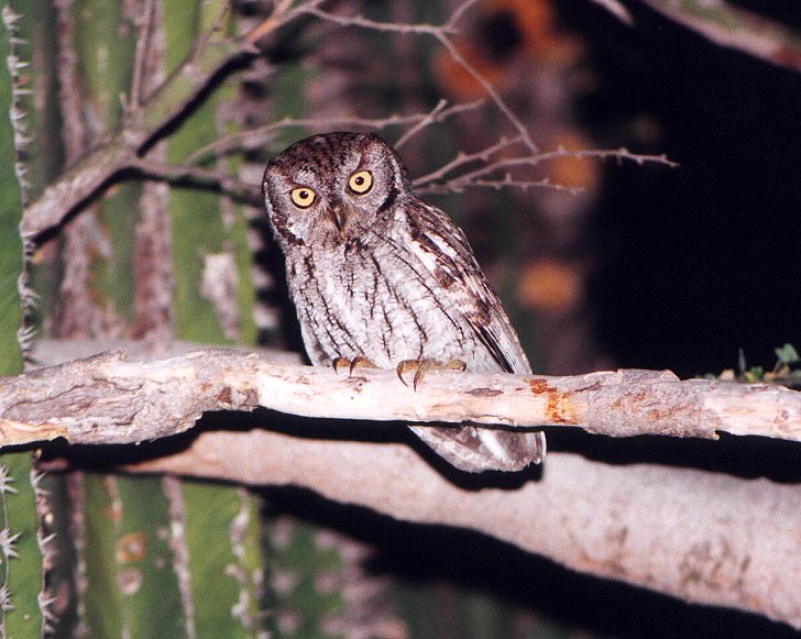 Western Screech-Owl