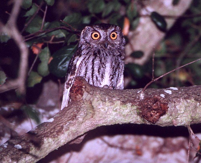 Western Screech-Owl
