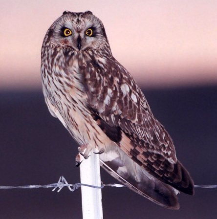 Short-eared Owl