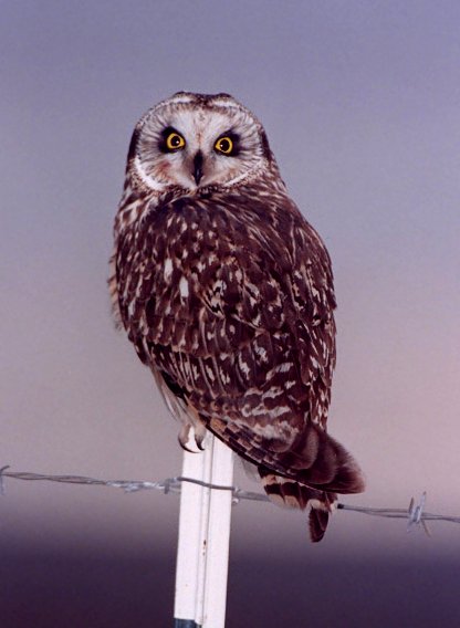 Short-eared Owl