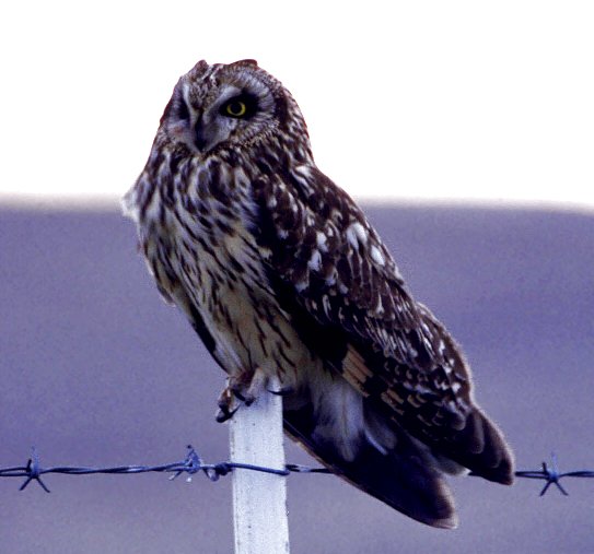 Short-eared Owl