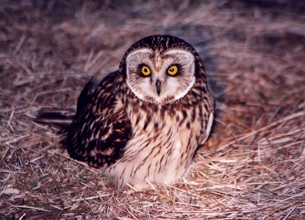 Short-eared Owl