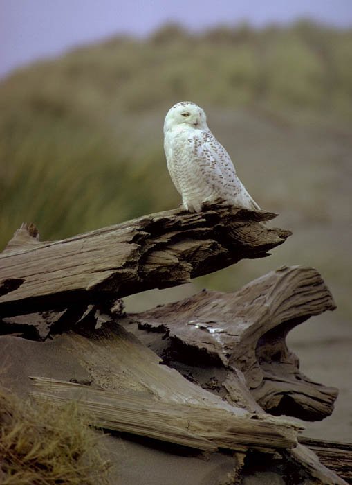 Snowy Owl