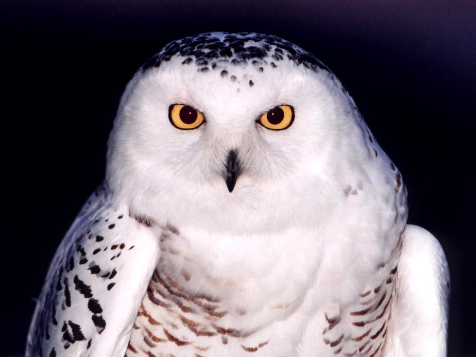 Snowy Owl