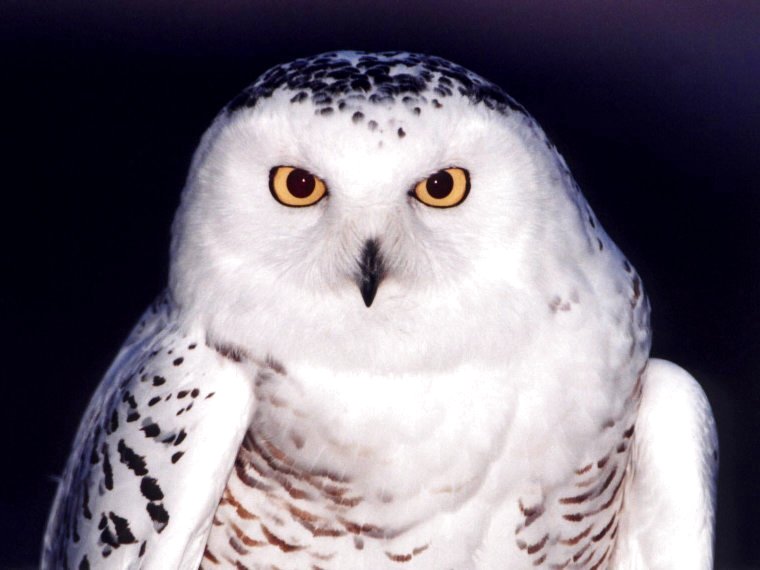 Snowy Owl