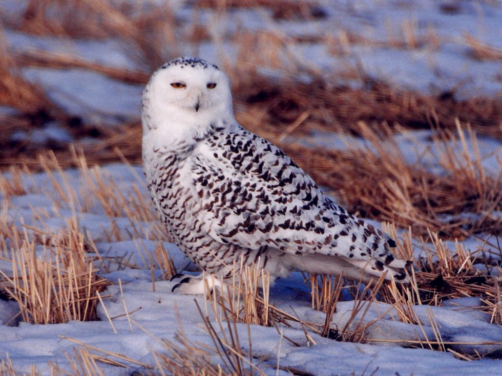 Snowy Owl