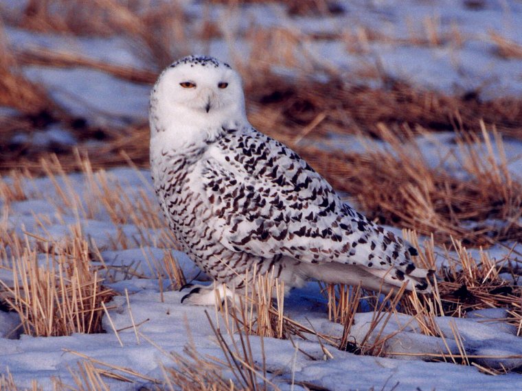 Snowy Owl